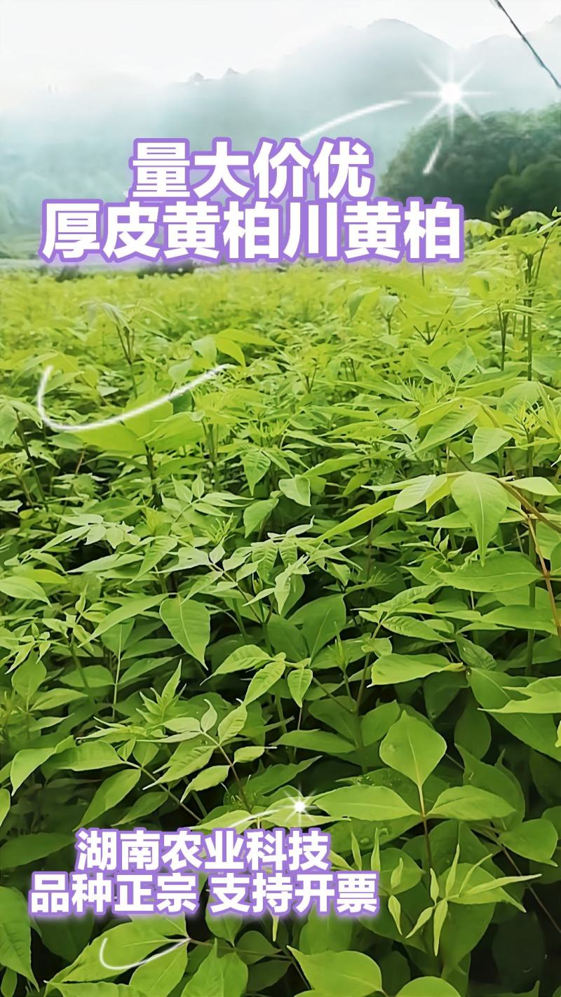黄柏苗川黄柏苗厚皮黄柏苗量大价优基地批发