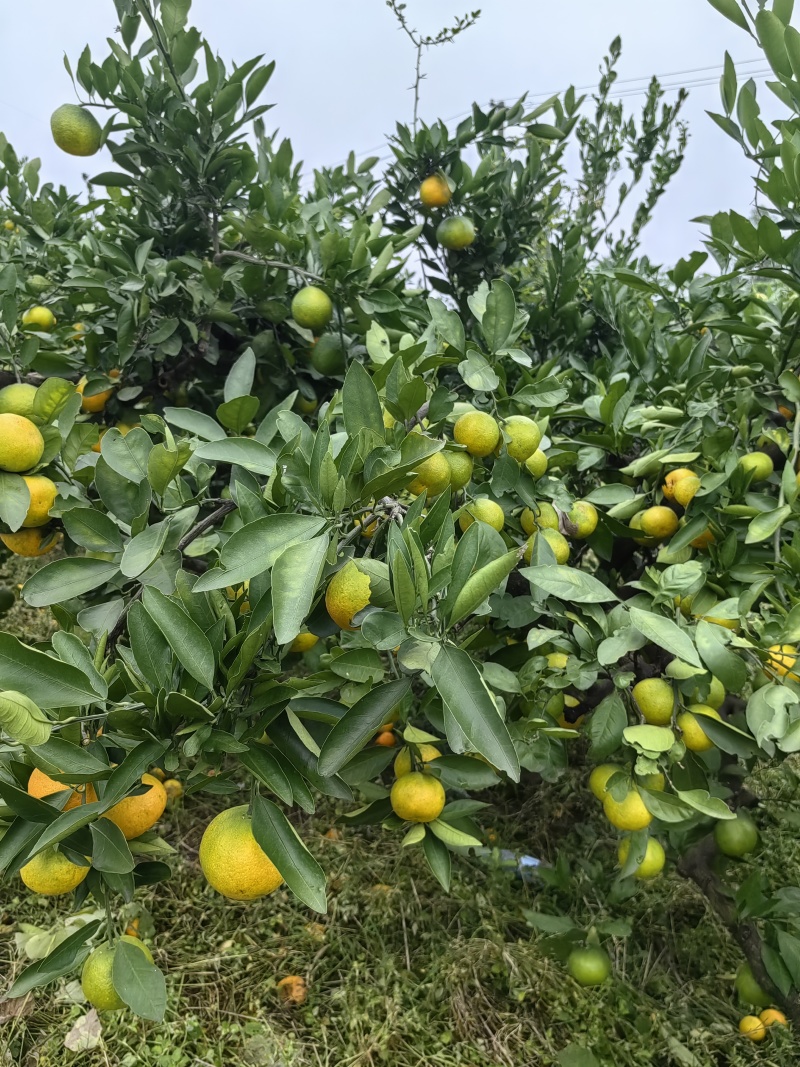 《推荐》蜜橘是秋天的水果之一，营养丰富，产地供货一手货源