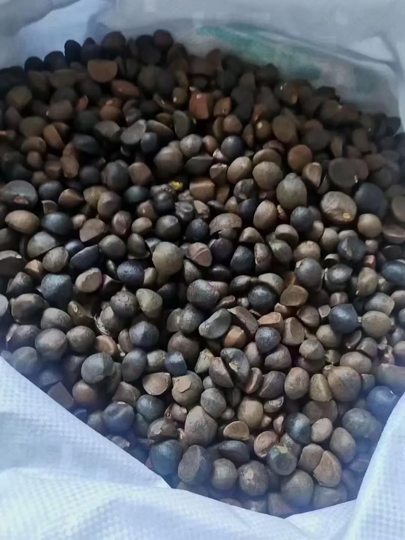 农村自家压榨山茶油