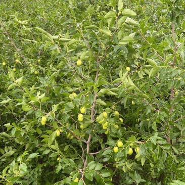 山东临沂基地酸枣苗药用双仁实生苗枣树砧木