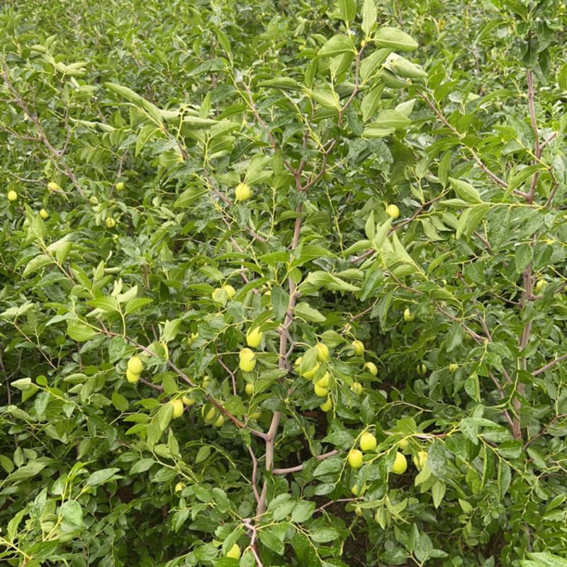 山东临沂基地酸枣苗药用双仁实生苗枣树砧木