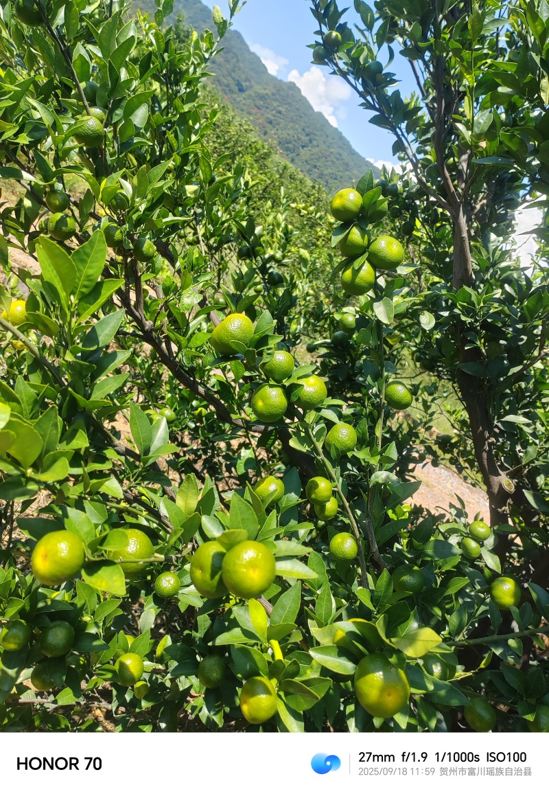南丰蜜桔基地直供出口专用电商直供大量上市