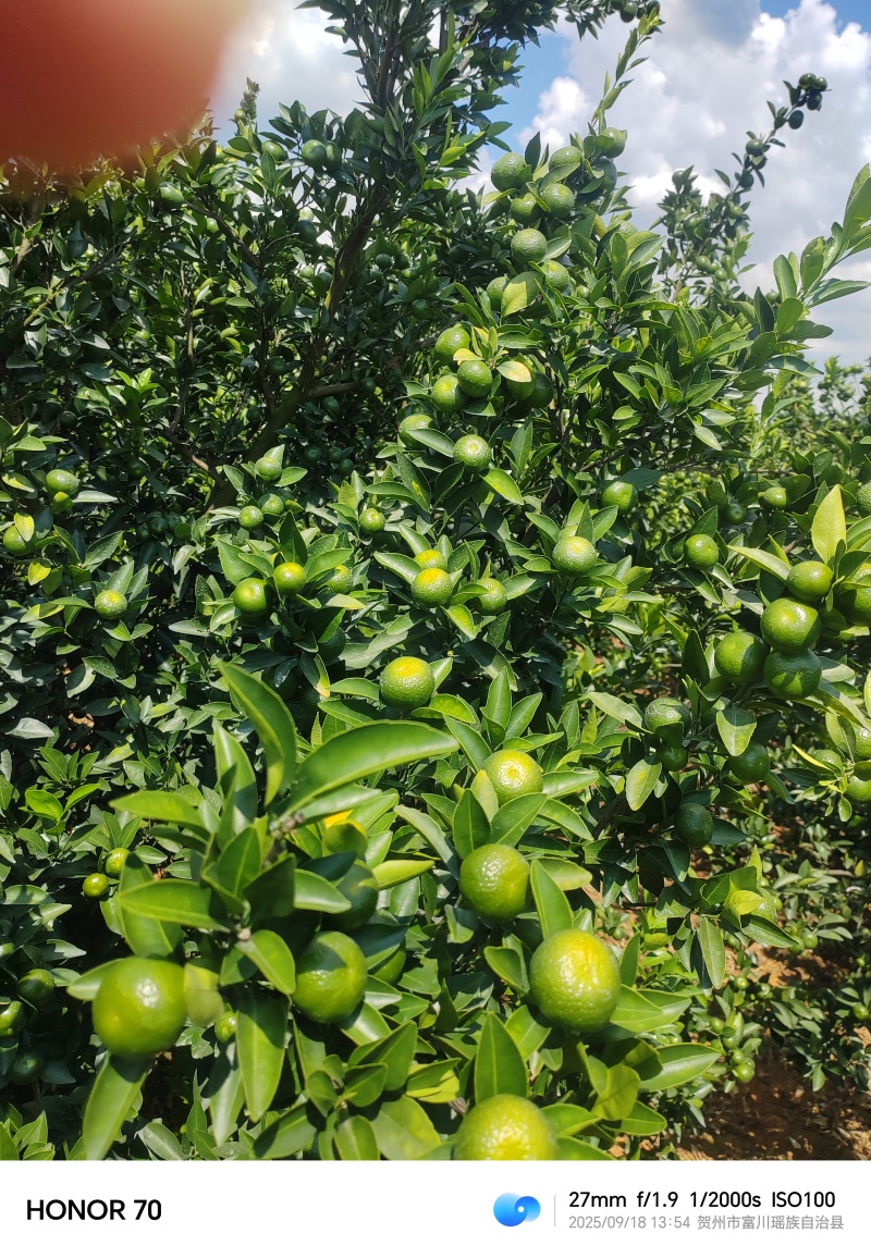 南丰蜜桔基地直供出口专用电商直供大量上市