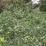 山东临沂基地酸枣苗药用双仁实生苗枣树砧木