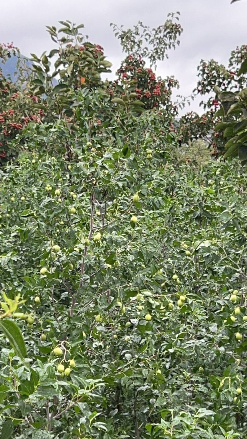 山东临沂基地酸枣苗药用双仁实生苗枣树砧木
