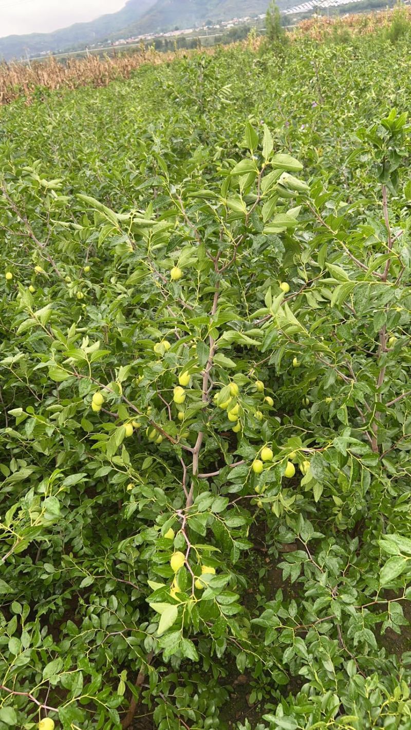 山东临沂基地酸枣苗药用双仁实生苗枣树砧木