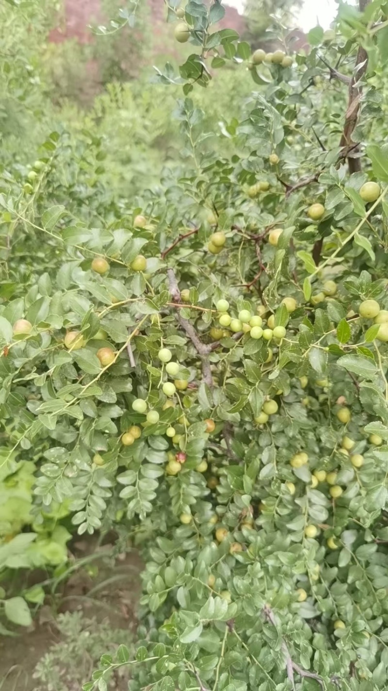 山东临沂基地酸枣苗药用双仁实生苗枣树砧木