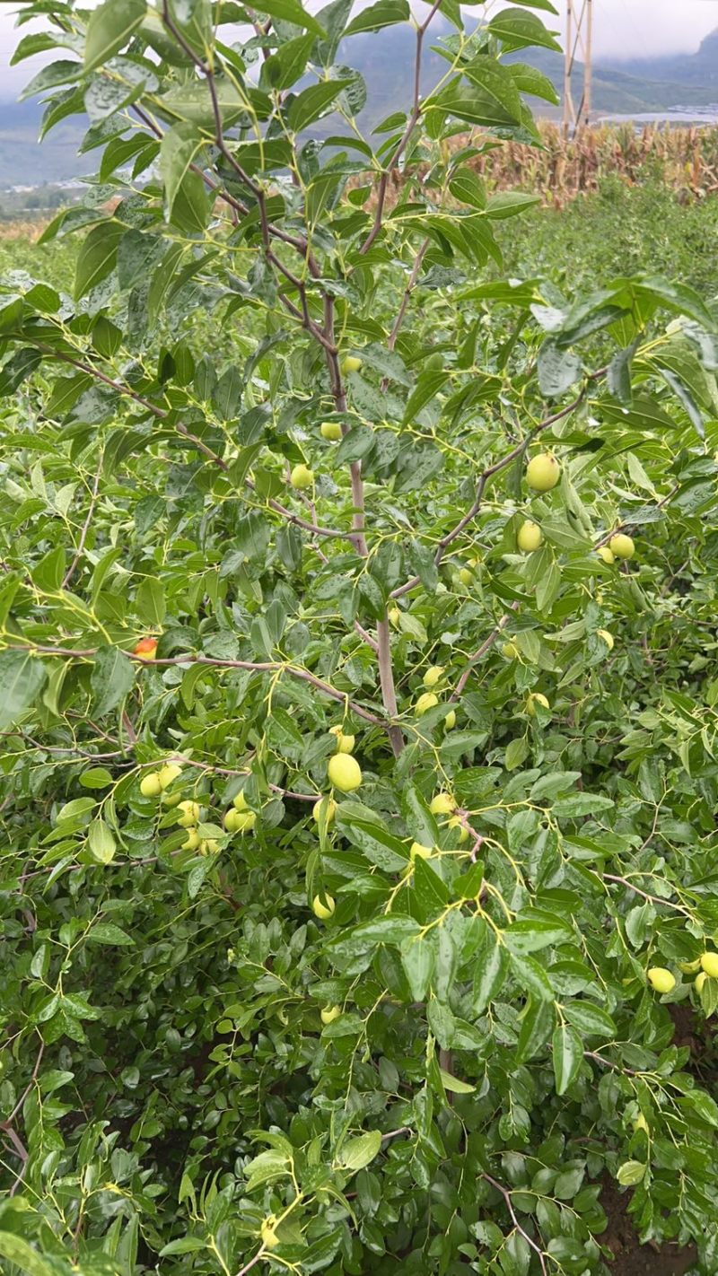 山东临沂基地酸枣苗药用双仁实生苗枣树砧木