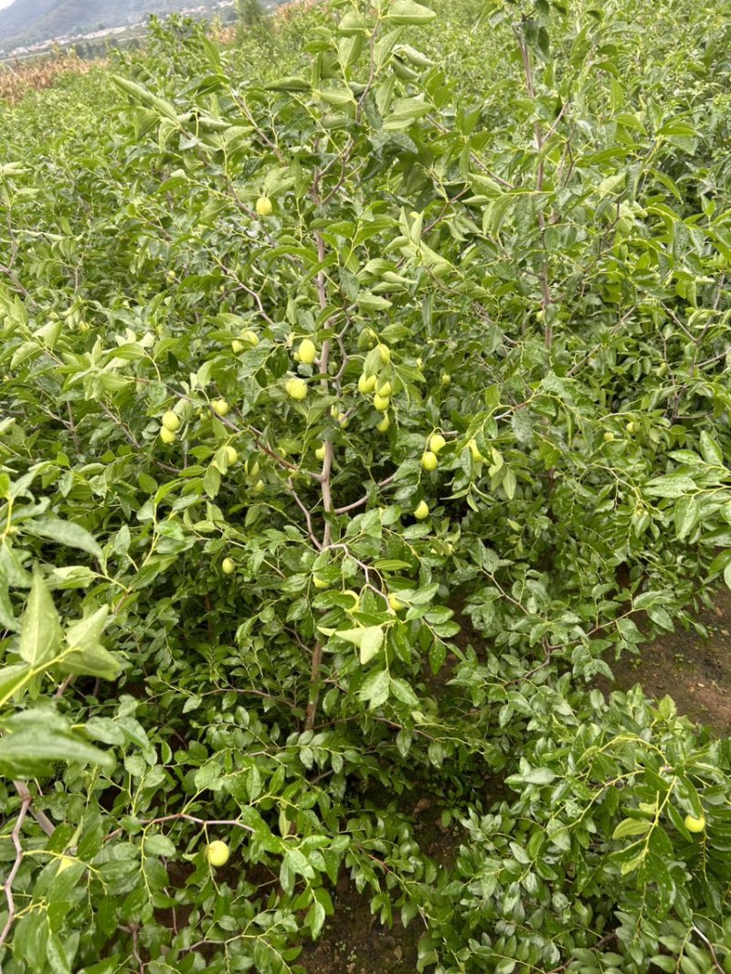 山东临沂基地酸枣苗药用双仁实生苗枣树砧木