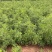 山东临沂基地酸枣苗药用双仁实生苗枣树砧木