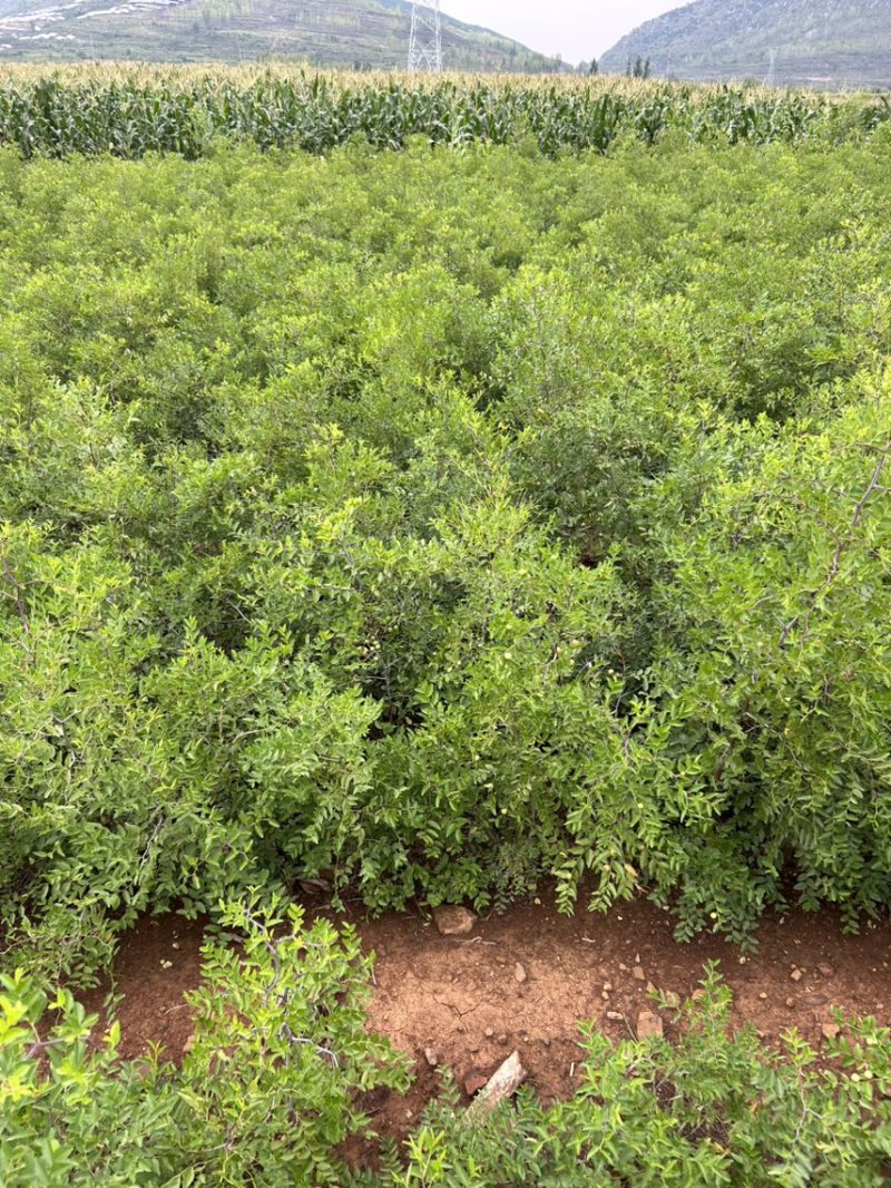 山东临沂基地酸枣苗药用双仁实生苗枣树砧木