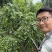 山东临沂基地酸枣苗药用双仁实生苗枣树砧木