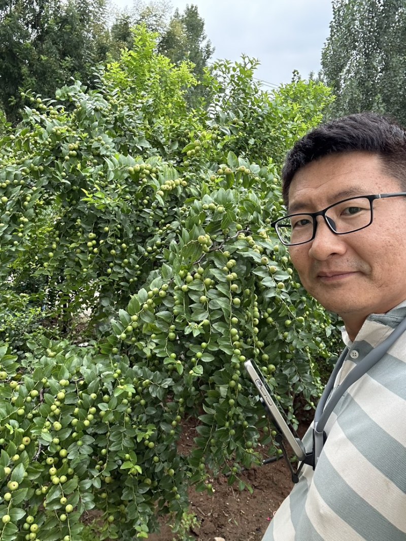 山东临沂基地酸枣苗药用双仁实生苗枣树砧木