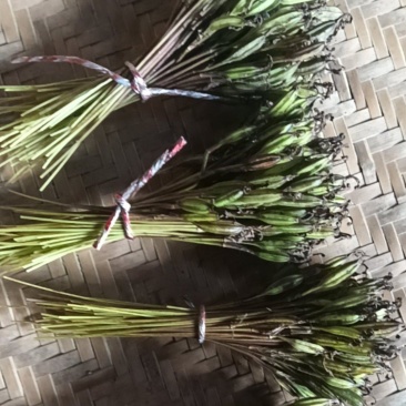 云南独蒜兰小叶品种冰球子果荚，数量不多
