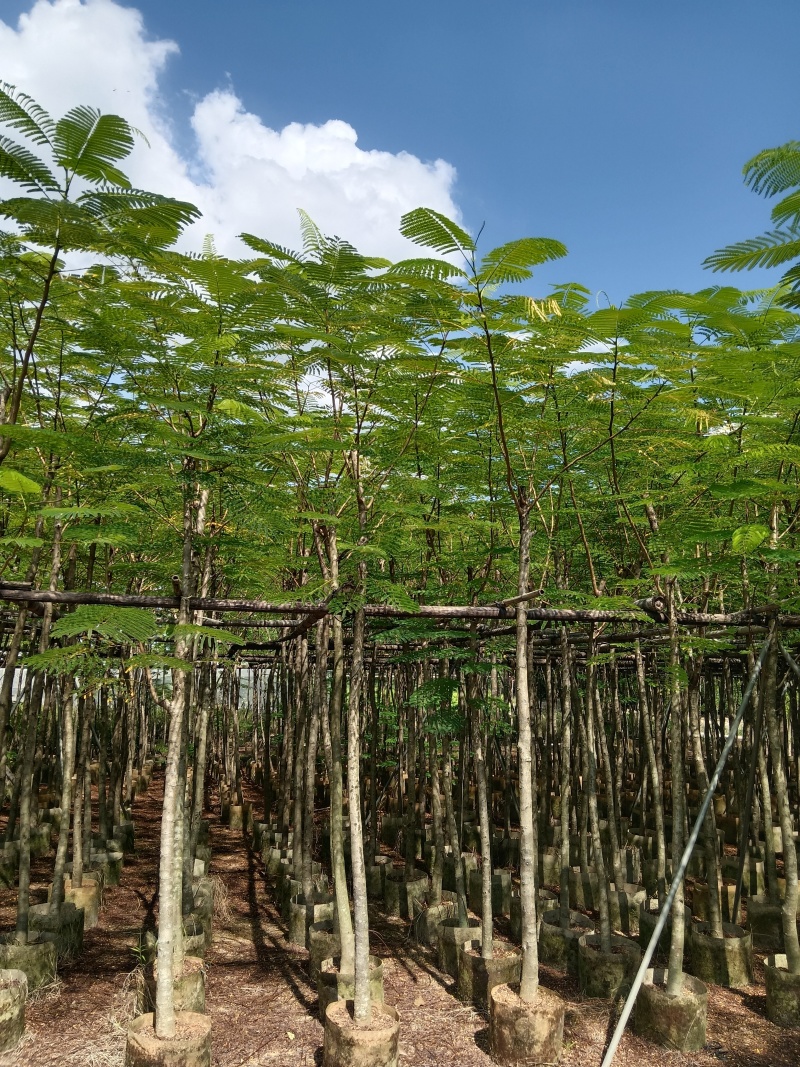 金凤/凤凰木/高度2.5以上左右。头粗6/7公分。