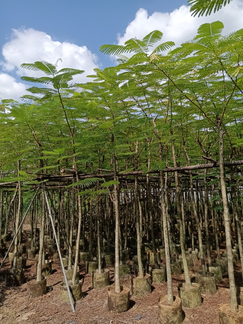 金凤/凤凰木/高度2.5以上左右。头粗6/7公分。