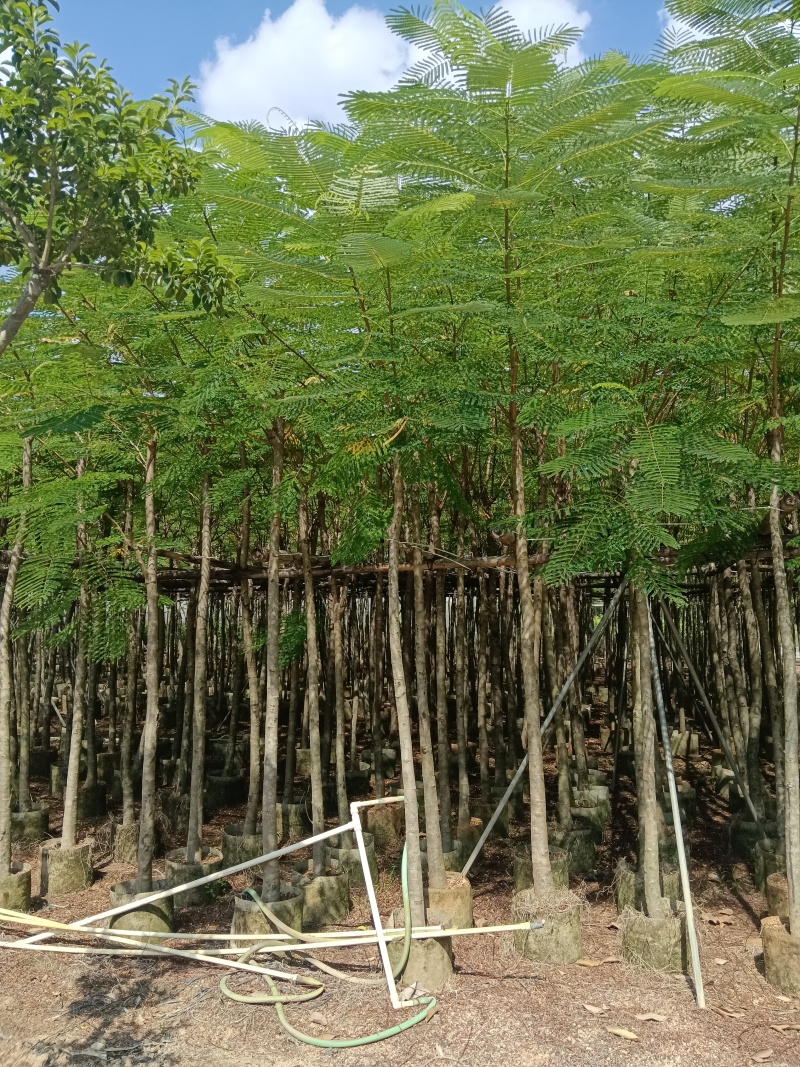 金凤/凤凰木/高度2.5以上左右。头粗6/7公分。