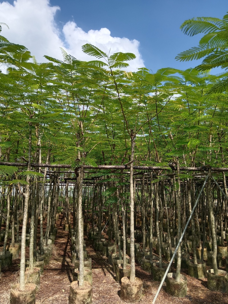 金凤/凤凰木/高度2.5以上左右。头粗6/7公分。