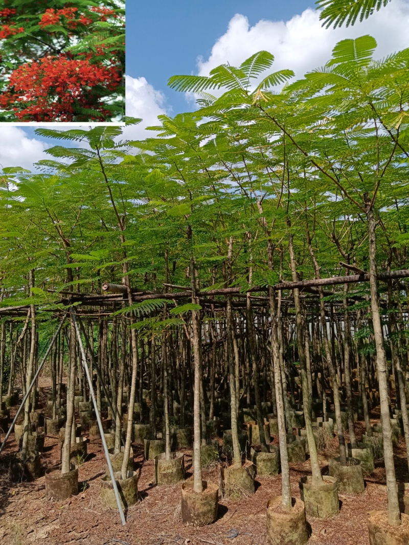 金凤/凤凰木/高度2.5以上左右。头粗6/7公分。