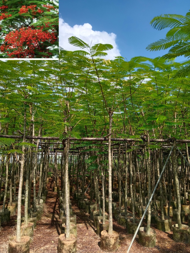 金凤/凤凰木/高度2.5以上左右。头粗6/7公分。