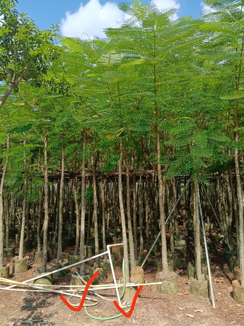 金凤/凤凰木/高度2.5以上左右。头粗6/7公分。