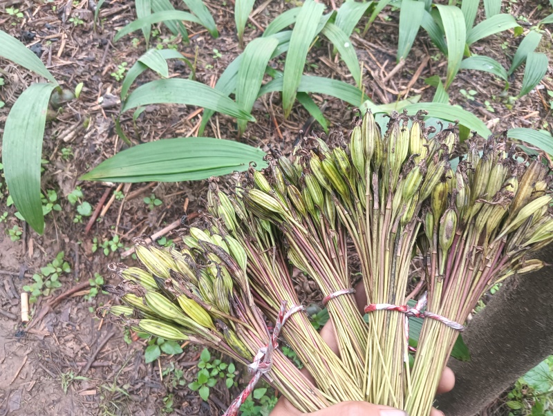 云南独蒜兰小叶品种冰球子果荚，数量不多