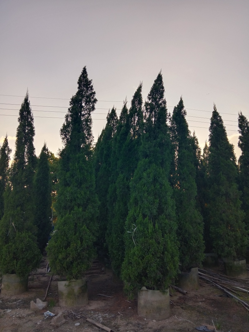 塔松/塔柏