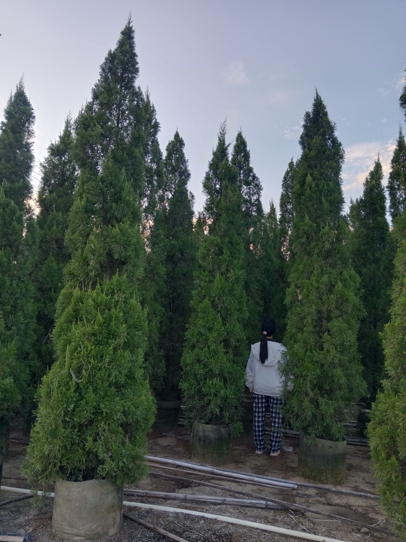 塔松/塔柏