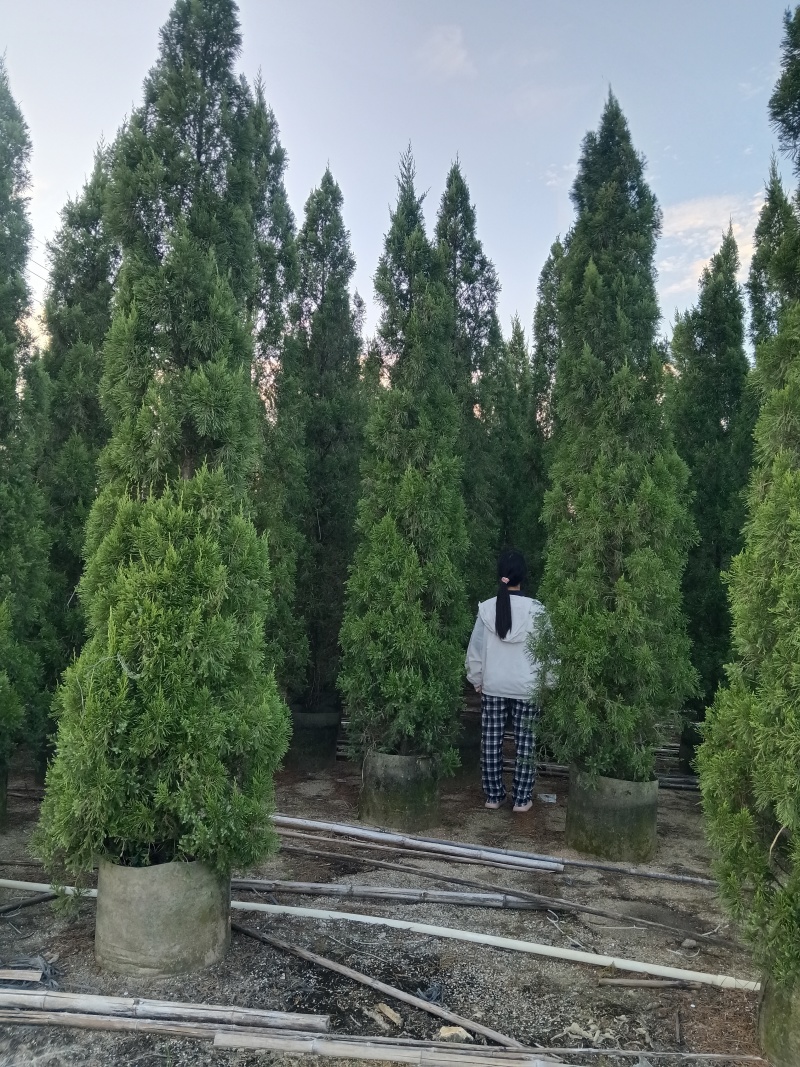 塔松/塔柏
