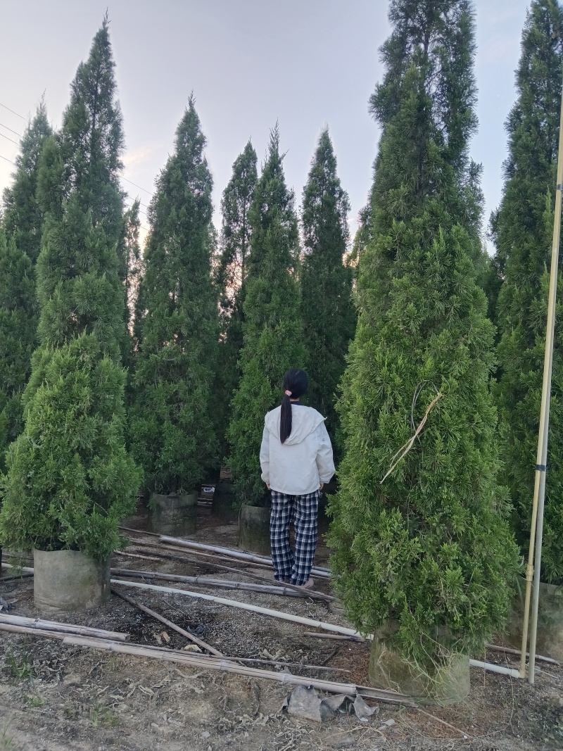 塔松/塔柏