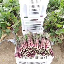 精品红菜苔