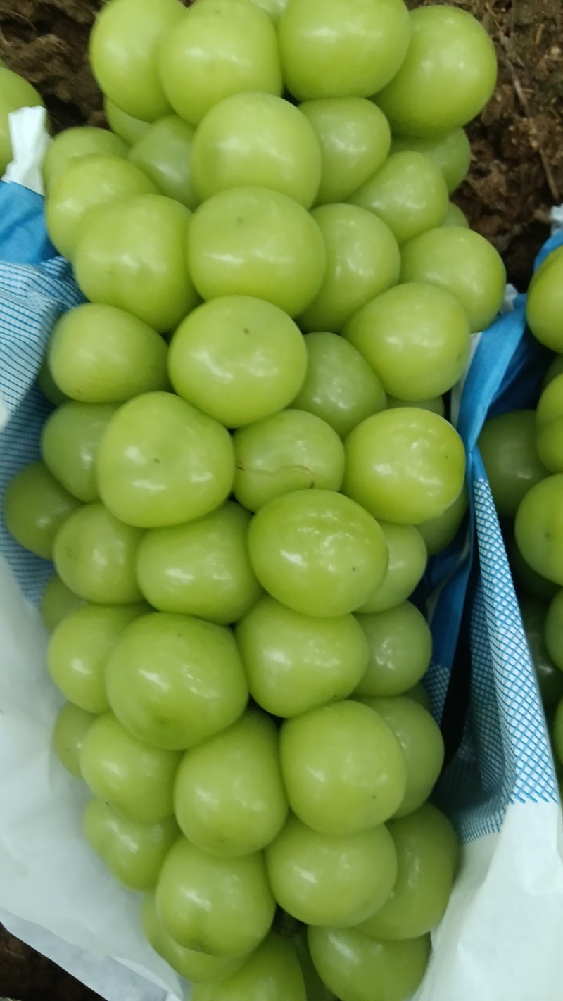出售阳光玫瑰