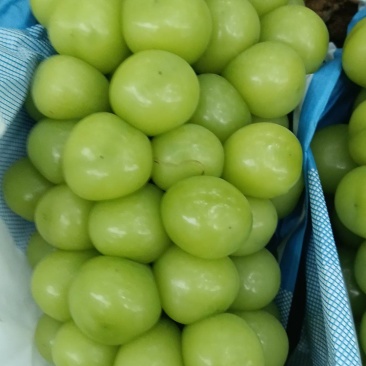 出售阳光玫瑰