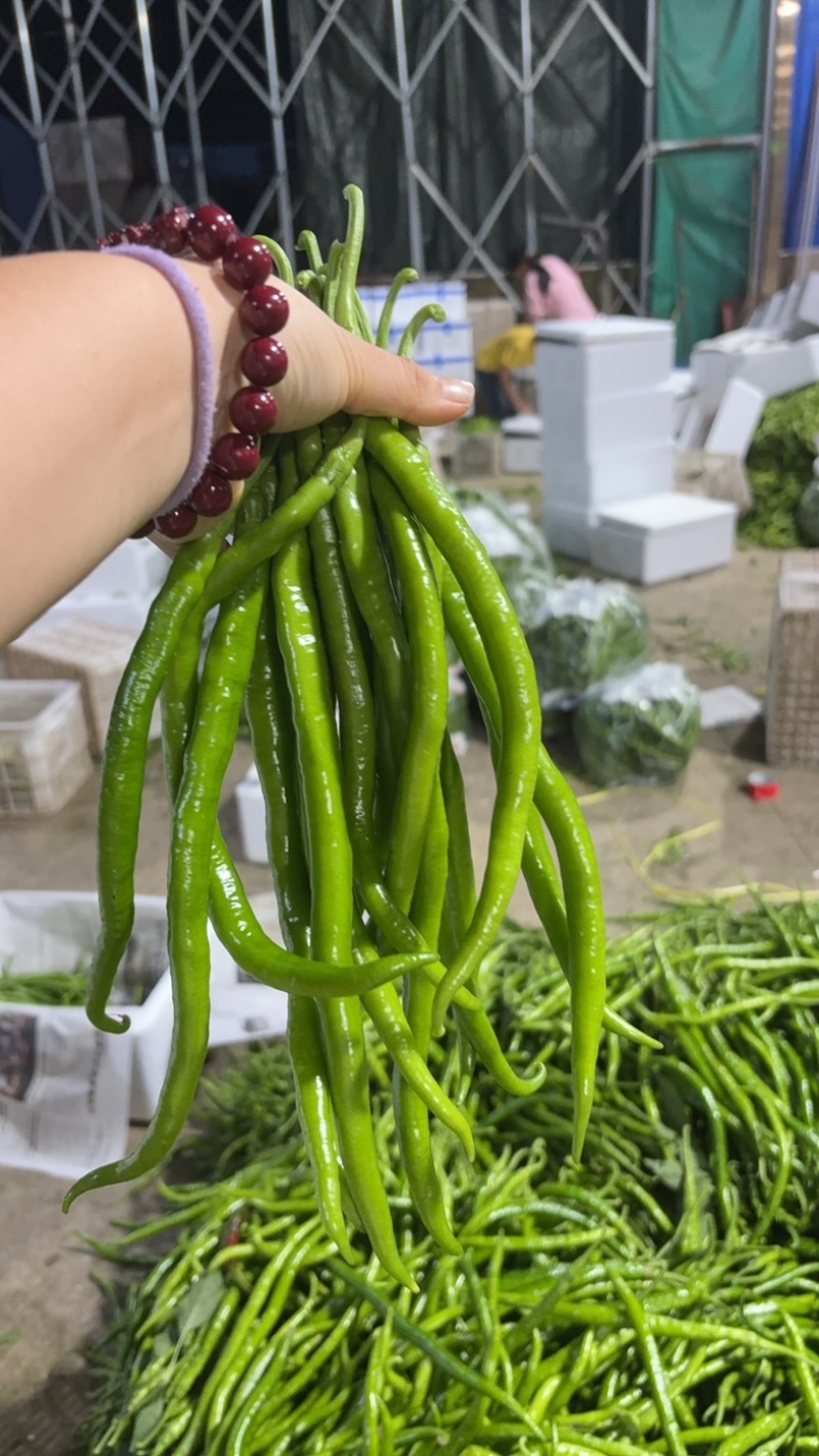 线椒，皱皮上市了有需要的电话联系，诚信经营，量大从优