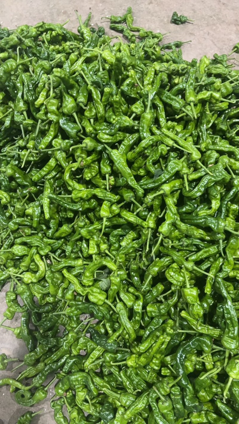 线椒，皱皮上市了有需要的电话联系，诚信经营，量大从优