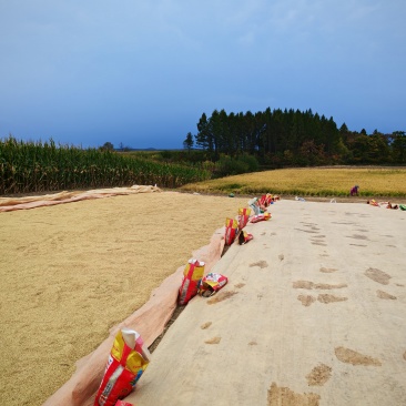 五常市稻花香大米2号