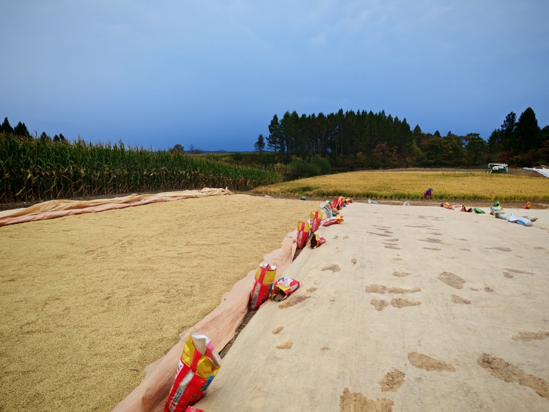 五常市稻花香大米2号