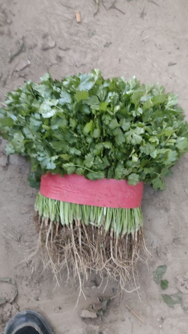 【冷棚大叶香菜，大量上市产地直供！一手货源，叶绿新鲜。