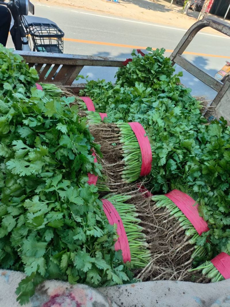 【冷棚大叶香菜，大量上市产地直供！一手货源，叶绿新鲜。