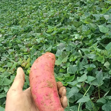 贵州高山蜜薯紫薯农家自种批发西瓜红现挖香甜可口