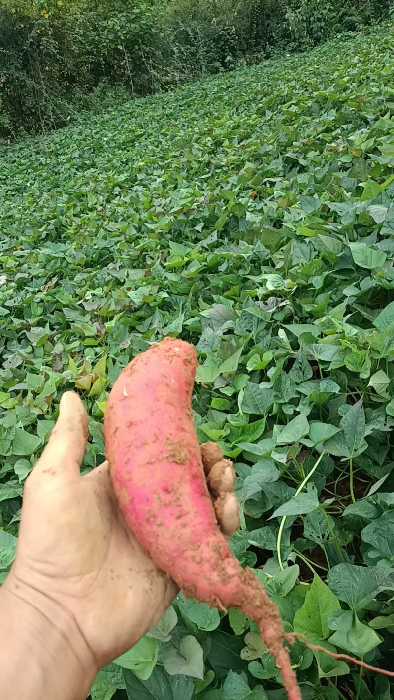 贵州高山蜜薯紫薯农家自种批发西瓜红现挖香甜可口