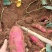 贵州高山蜜薯紫薯农家自种批发西瓜红现挖香甜可口