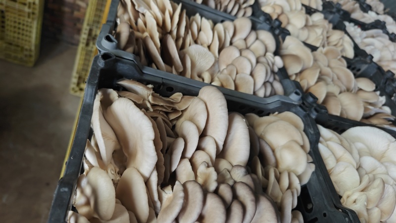 蘑菇平菇，社区团购**，引流大单品4斤装