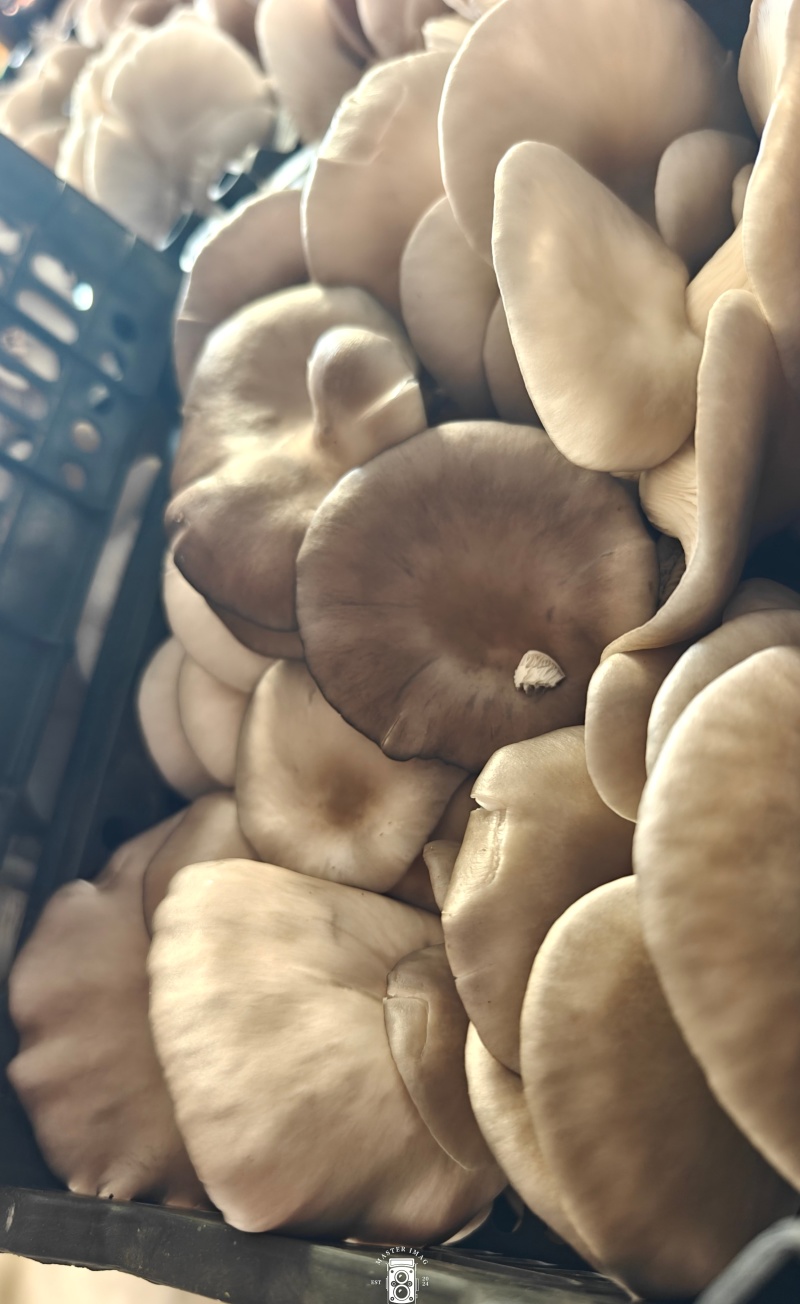 蘑菇平菇，社区团购**，引流大单品4斤装