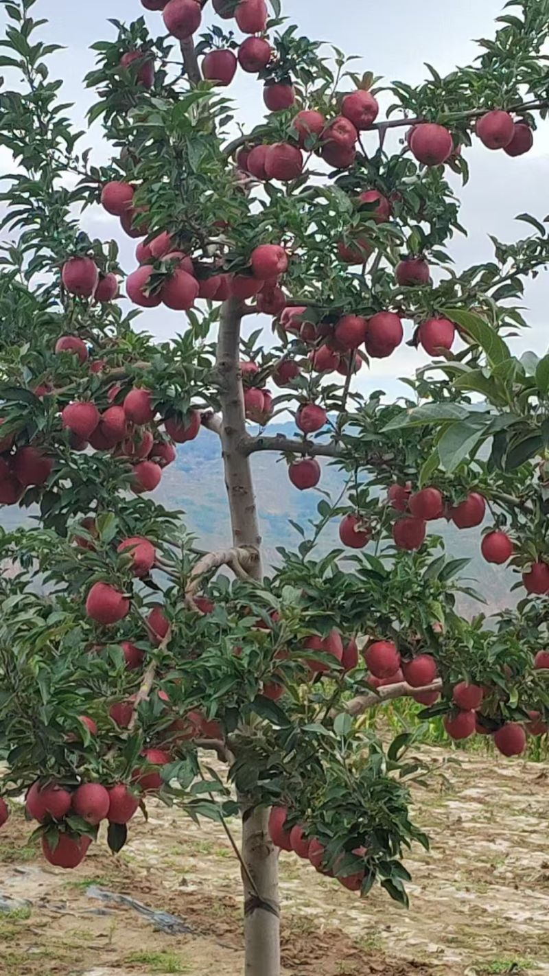 天水高山花牛苹果大量接单产地直发量大从优欢迎来电