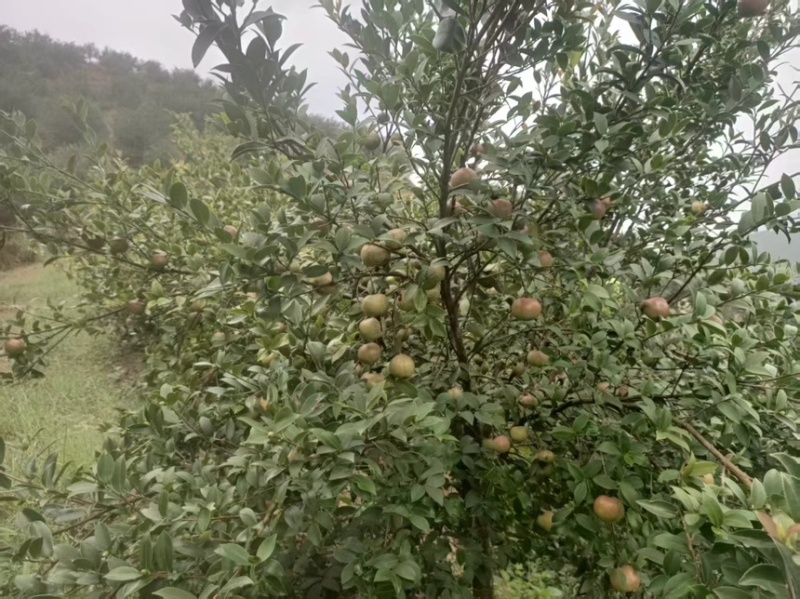 广西桂林山茶油健康***、物理压榨、烟点高、量大从优