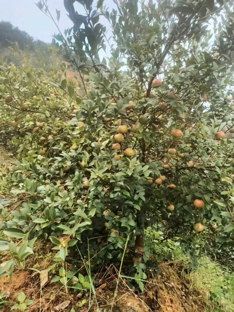 广西桂林山茶油健康***、物理压榨、烟点高、量大从优