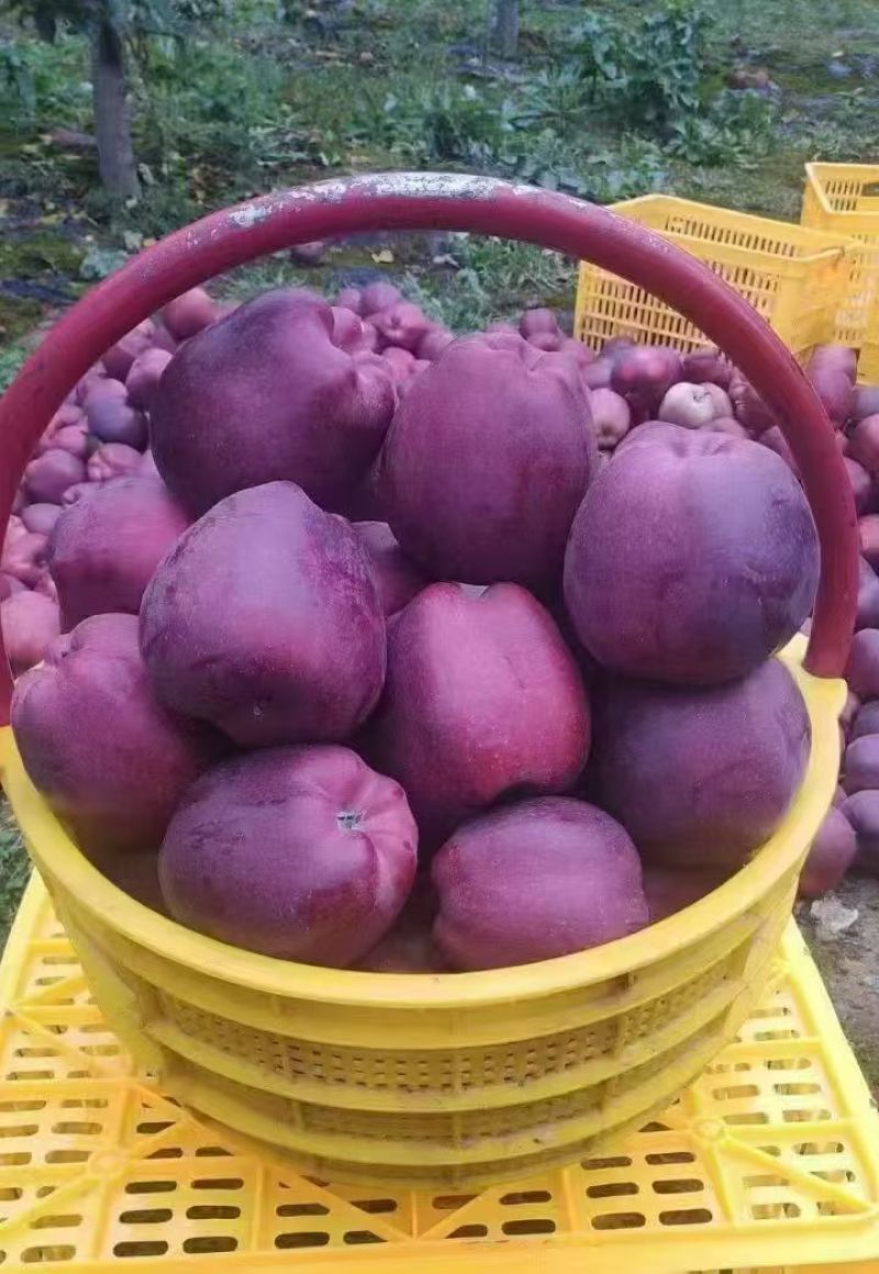 甘肃花牛苹果大量接单产地直发量大从优欢迎来电