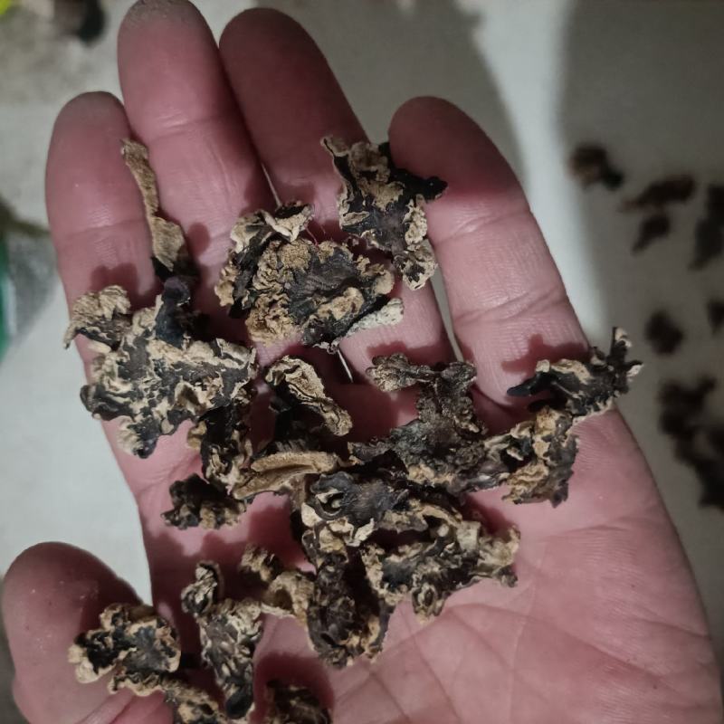 猴脑菌片核桃菌片玛卡菌片猴脑菇核桃菌猴脑菌玛咖菌批发零售