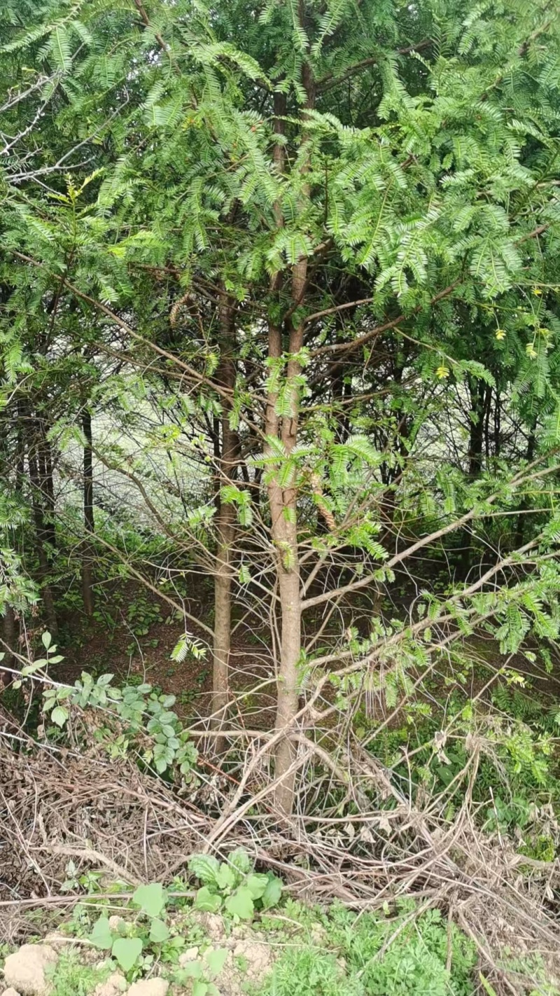 红豆杉树